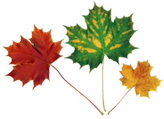 Red,green and yellow maple leaves