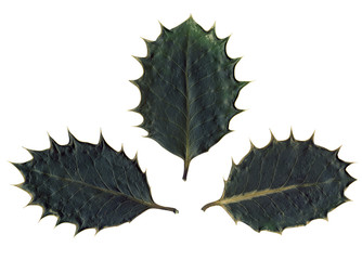 Three spiked holly leaves