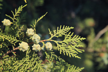 pine cone IV