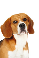 Beagle dog in studio on a white background