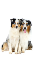 Australian Shepherd dogs, sitting in front of white background
