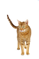 Ocicat female on a white background