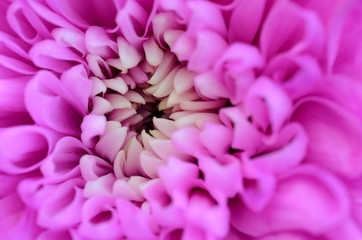 Pink chrysanthemum macro background