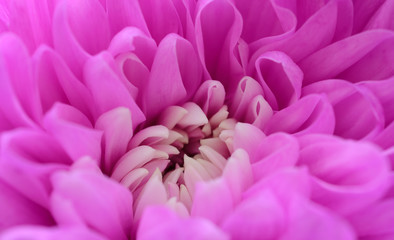 Pink chrysanthemum macro background