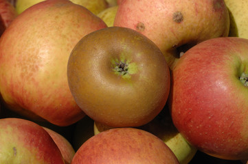 pomme reinette grise du canada