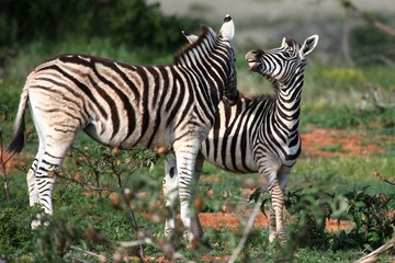 Fototapeta na wymiar Young Wild Zebras