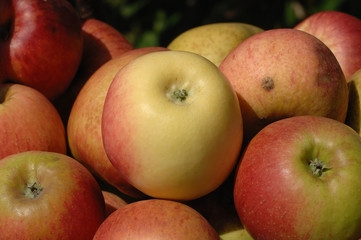 pomme transparente de croncels