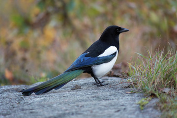 Young magpie in the autumn overcast day