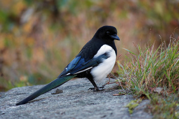 Fototapeta premium Young magpie in the autumn overcast day