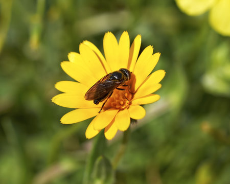 bug on yellow wild daisy flower