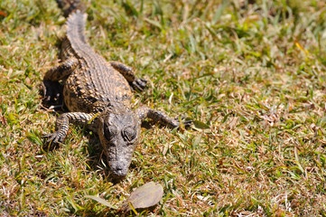 crocodile du nil bébé