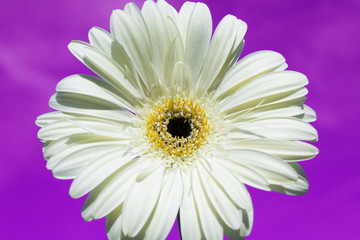 Obraz premium White gerbera on purple background