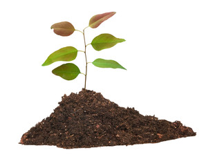 sapling growing from soil