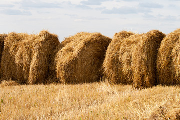 несколько стогов сена в золотом поле