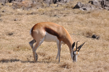 springbok