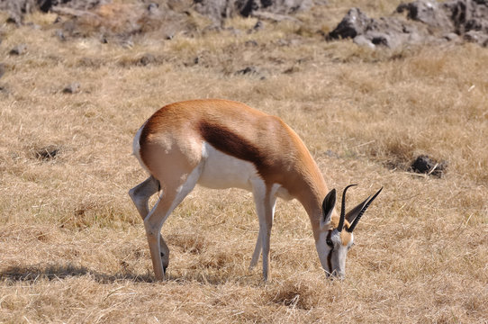springbok