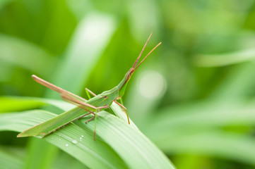 バッタのアップ