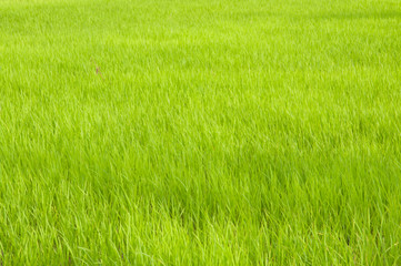 green young rice in the farm