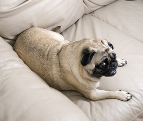 Pug on Couch