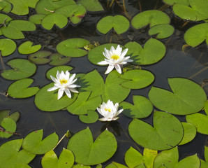 White water lilies and frogs