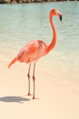 Beach Flamingo