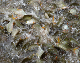 Competing Fish for food and survival