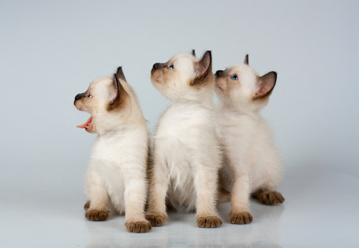 three little kittens Siamese