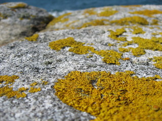 perspective lichen