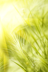 Grass  steppe  autumn  sunlight