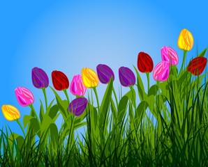 Tulpen auf der Wiese