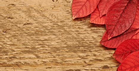Autumn leaves over wooden background.