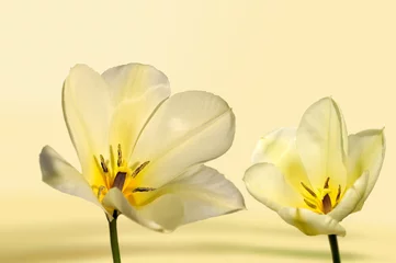 Crédence de cuisine en verre imprimé Tulipe tulipan