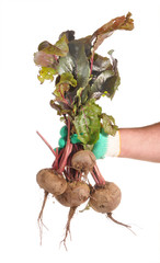 Beet tubers in man's hands