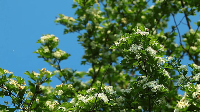 apple blossom