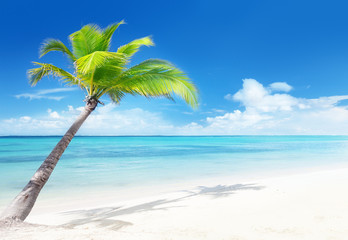 palm on the beach
