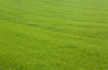 Obraz na płótnie Canvas Gras,Hintergrund