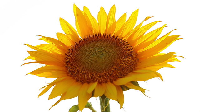 sunflower on a white background