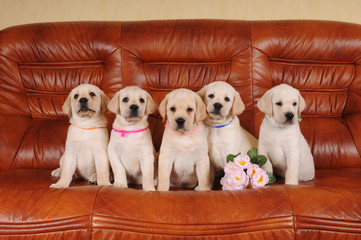 Five adorable labrador puppies