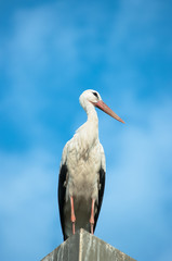 Stork