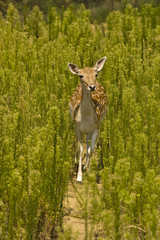 Young deer