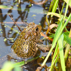 American Toad (Bufo americanus)