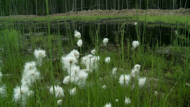 swamp