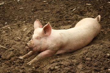 domestic pig