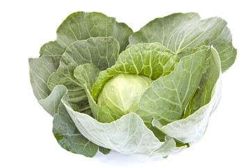 cabbage on a white background