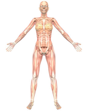 Female Muscular Anatomy Semi Transparent  Front View