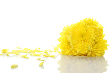 Yellow chrysanthemums