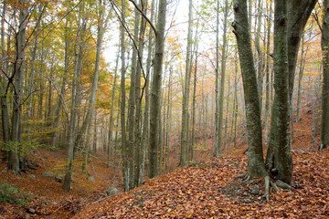 Fototapeta premium Woods