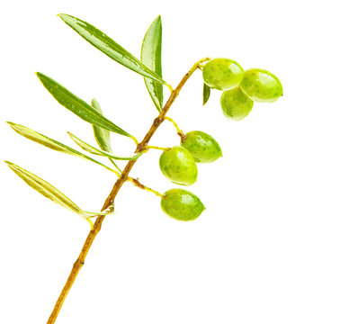 Fresh green olives branch