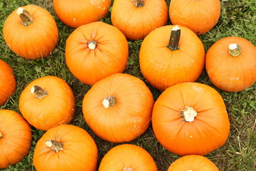 Pumpkins on the Grass