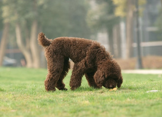 Toy poodle was looking for something